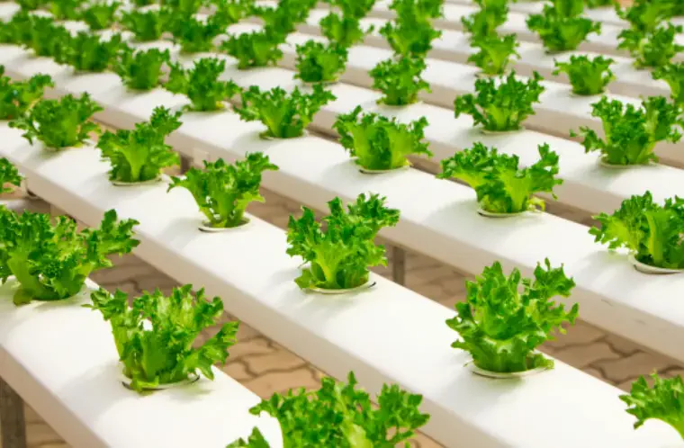 Lettuce growing in hydroponic channels