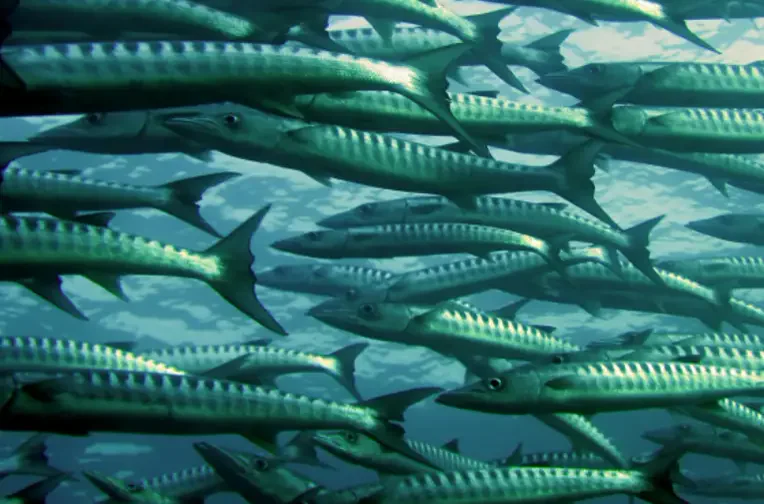 Fish farmed in a controlled aquaculture tank
